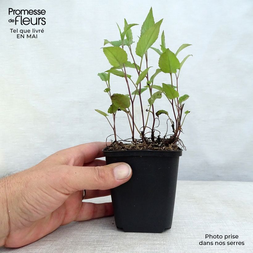 Example of Aster divaricatus Beth Chatto - Weiße Wald-Aster Kleine Töpfe von 8/9 cm as you get in printemps