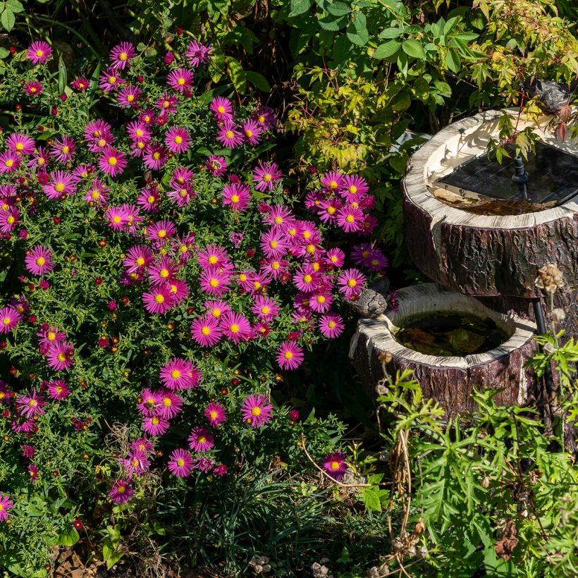 Aster dumosus Bahamas - Kissen-Aster (Plant habit)