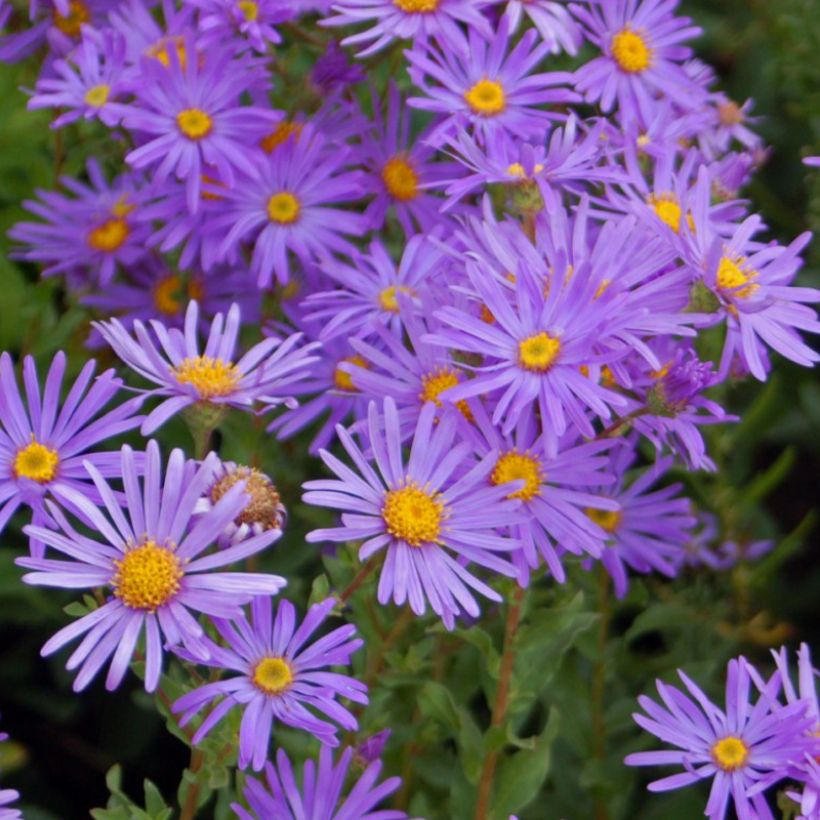 Aster dumosus Early Blue - Kissen-Aster (Blüte)