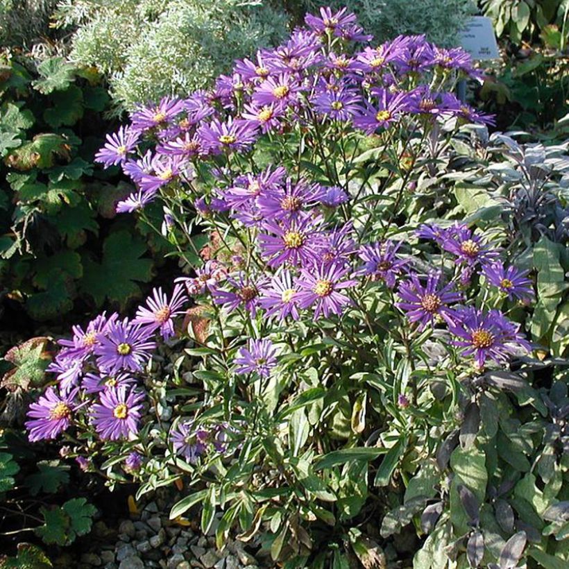 Aster dumosus Early Blue - Kissen-Aster (Wuchs)
