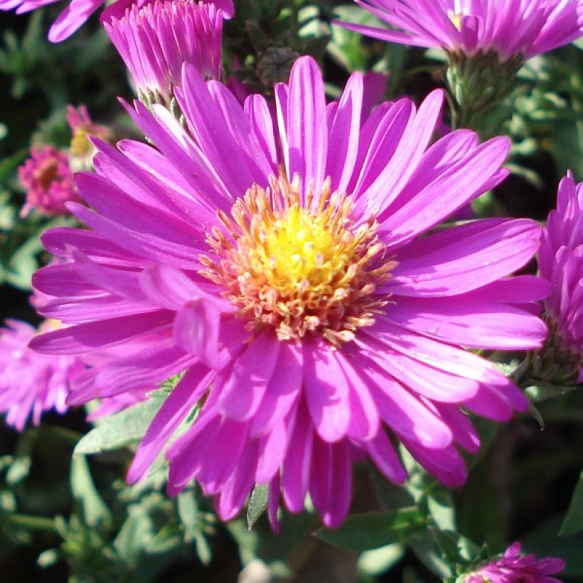 Aster dumosus Jenny - Kissen-Aster (Flowering)