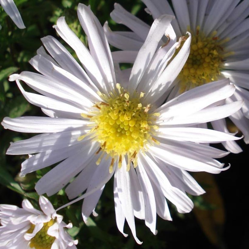 Aster dumosus Kristina - Kissen-Aster (Flowering)