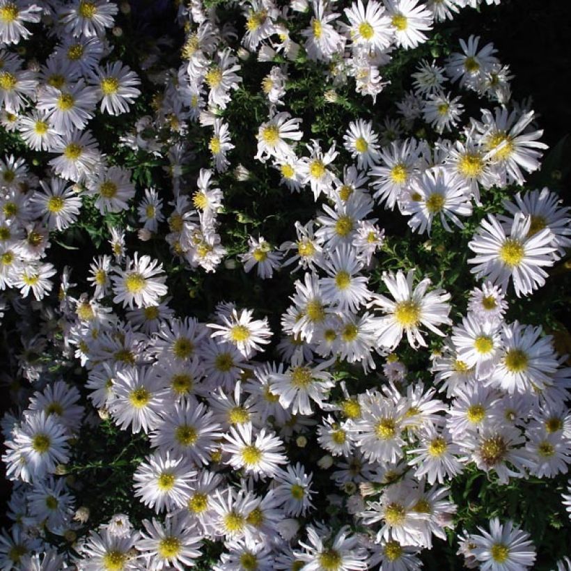 Aster dumosus Kristina - Kissen-Aster (Plant habit)