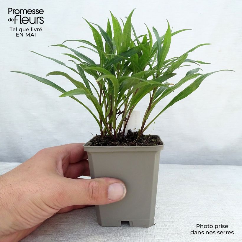 Example of Aster dumosus Kristina - Kissen-Aster Kleine Töpfe von 8/9 cm as you get in printemps