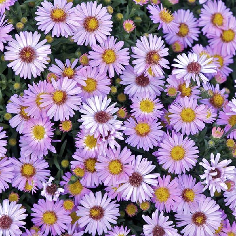 Aster dumosus Marjorie - Kissen-Aster (Flowering)
