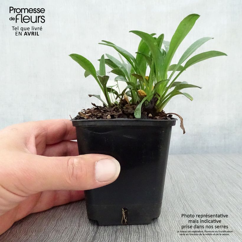 Example of Aster dumosus Marjorie - Kissen-Aster Kleine Töpfe von 8/9 cm as you get in printemps