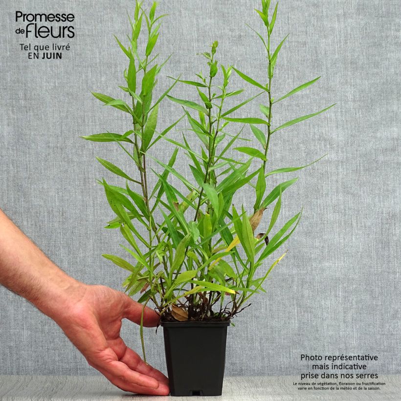 Exemplar von Aster dumosus Peter Harrison - Kissen-Aster Kleine Töpfe von 8/9 cm wie im Sommer geliefert
