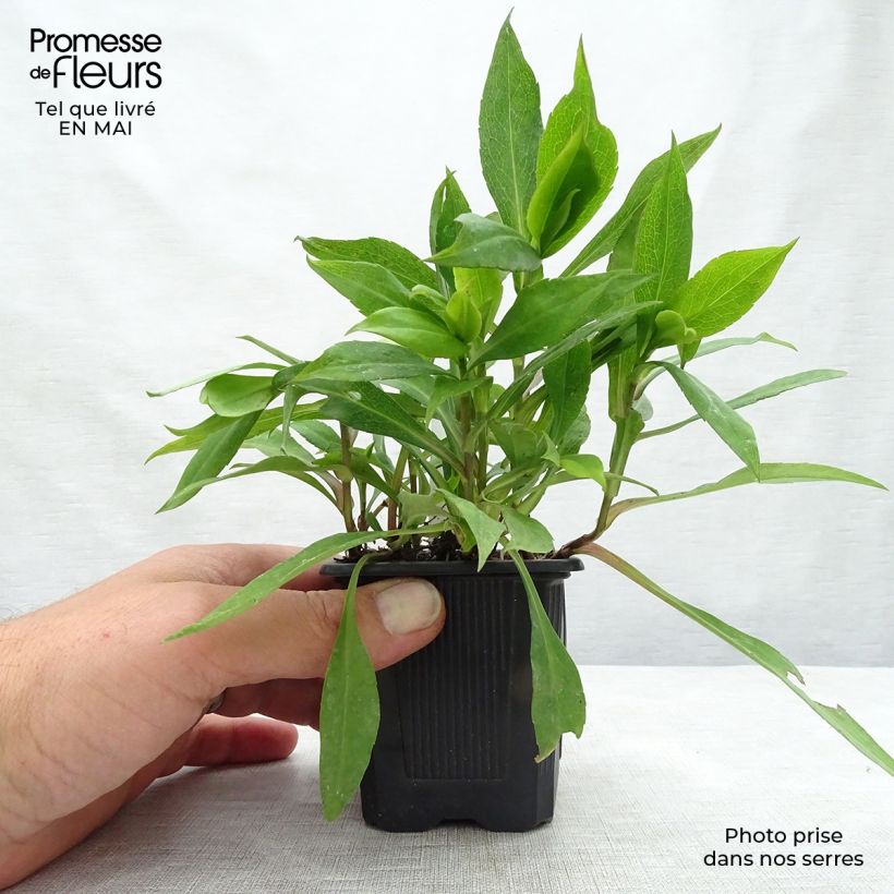 Example of Aster dumosus Silberblaukissen - Kissen-Aster Kleine Töpfe von 8/9 cm as you get in printemps