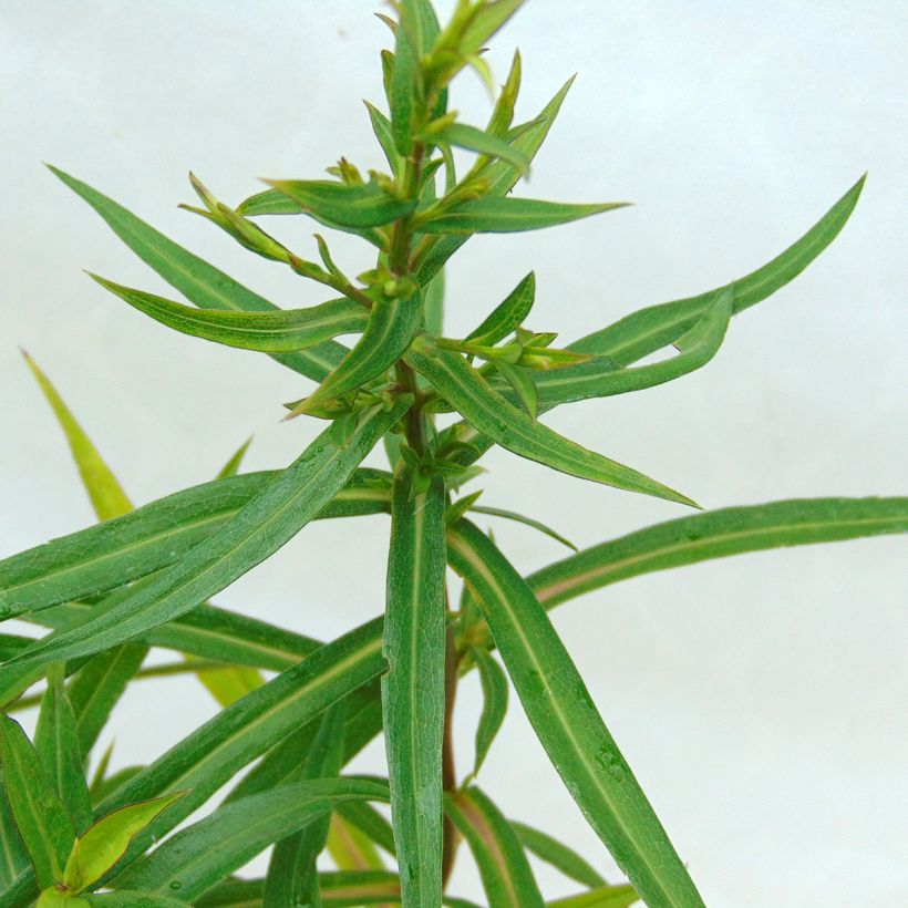 Aster dumosus Tonga - Kissen-Aster (Foliage)