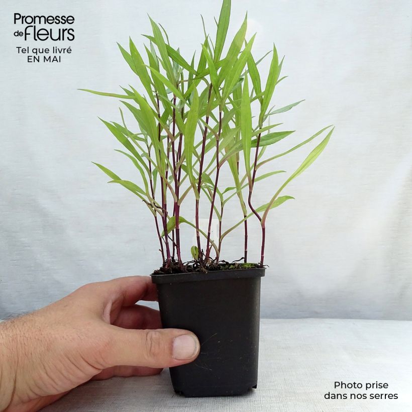 Example of Aster dumosus Tonga - Kissen-Aster Kleine Töpfe von 8/9 cm as you get in printemps