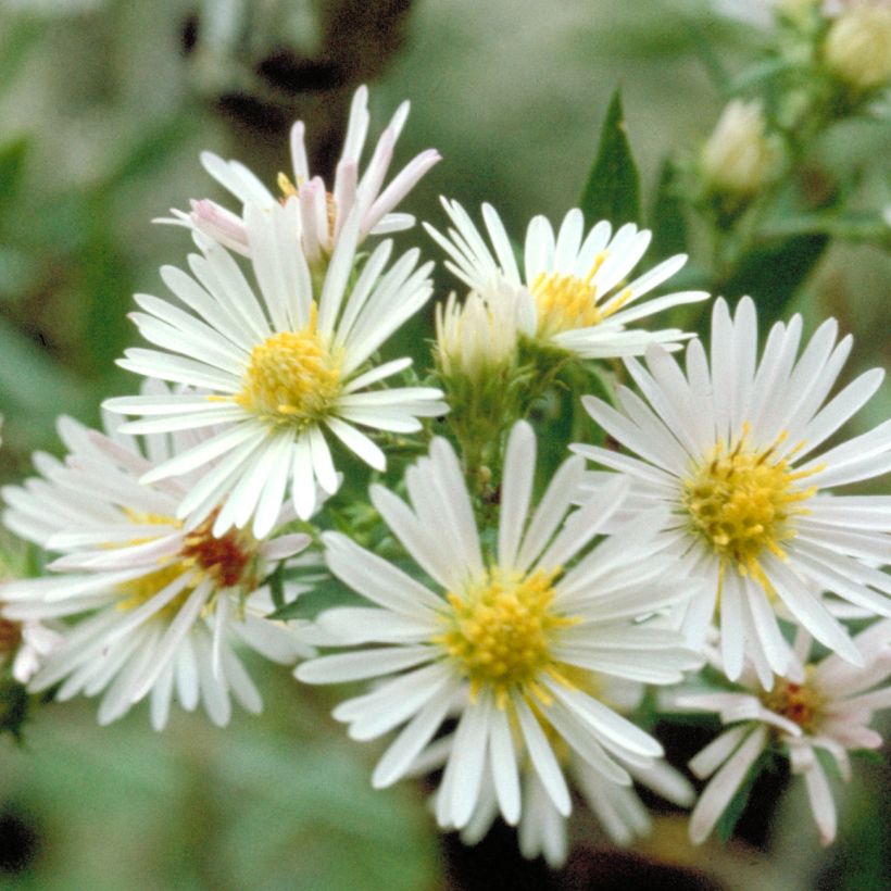 Aster ericoïdes - Myrten Aster (Flowering)