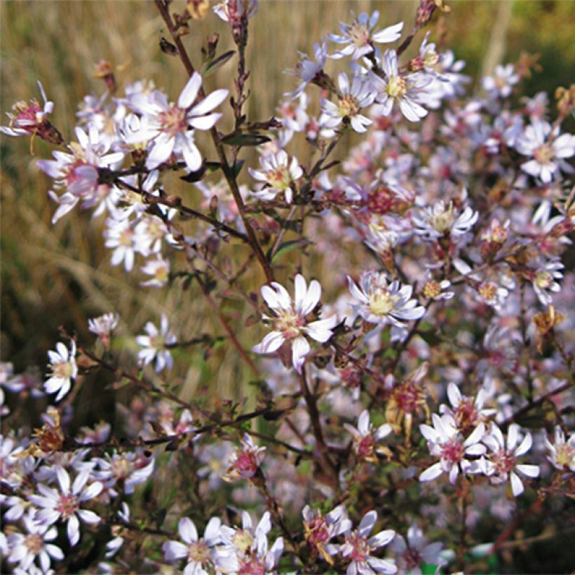 Aster ericoïdes Blue Star - Myrten Aster (Flowering)