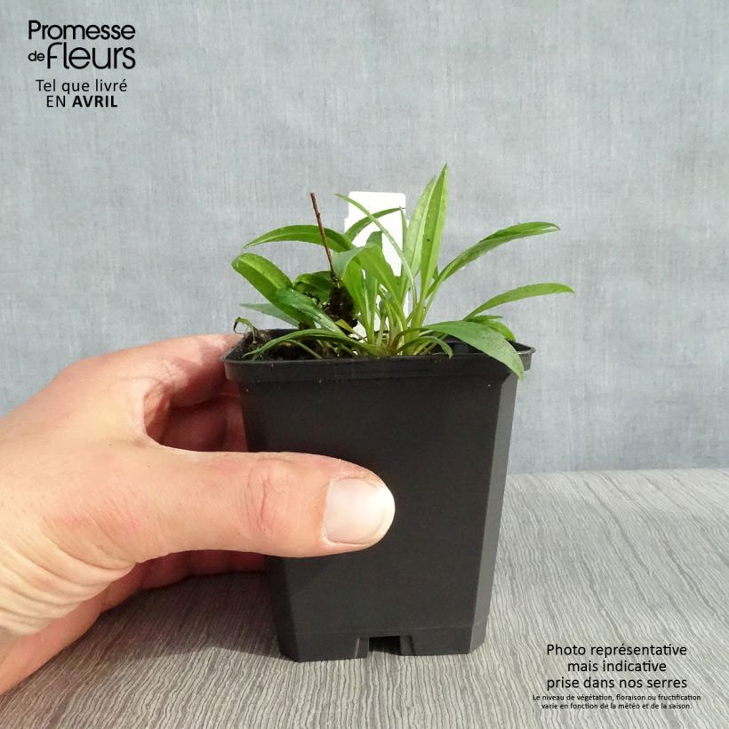 Example of Aster ericoïdes Blue Star - Myrten Aster Kleine Töpfe von 8/9 cm as you get in printemps