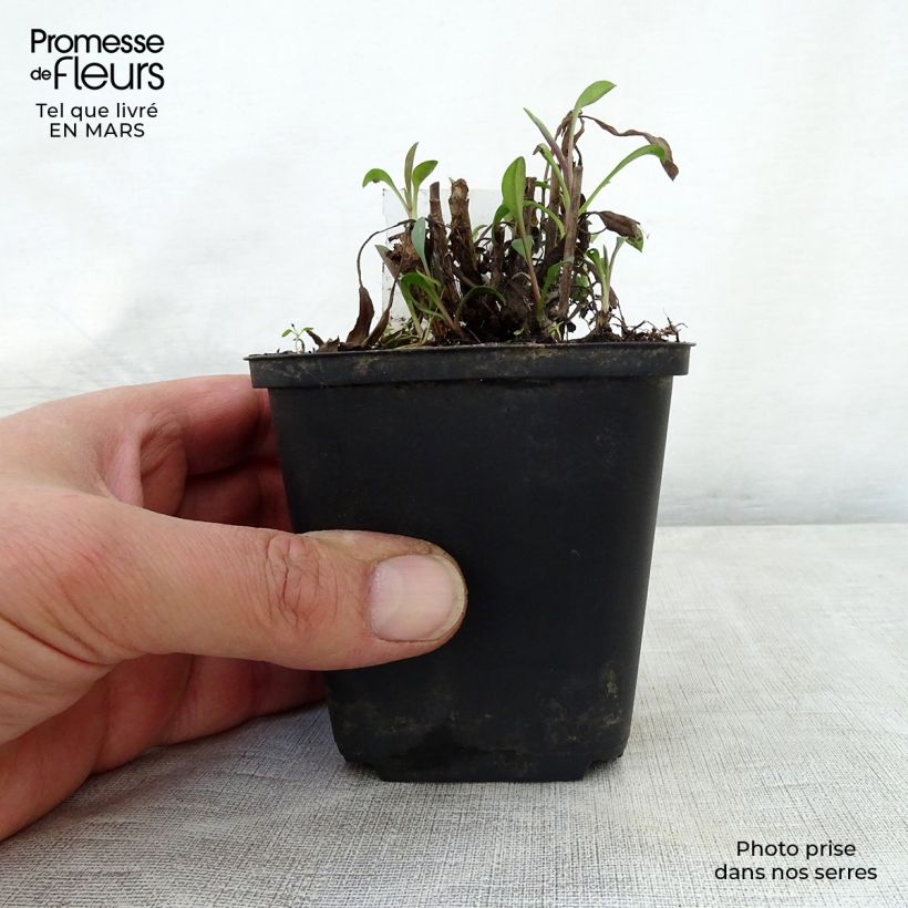 Exemplar von Aster ericoides Blue Wonder - Myrten Aster Kleine Töpfe von 8/9 cm wie im Frühjahr geliefert