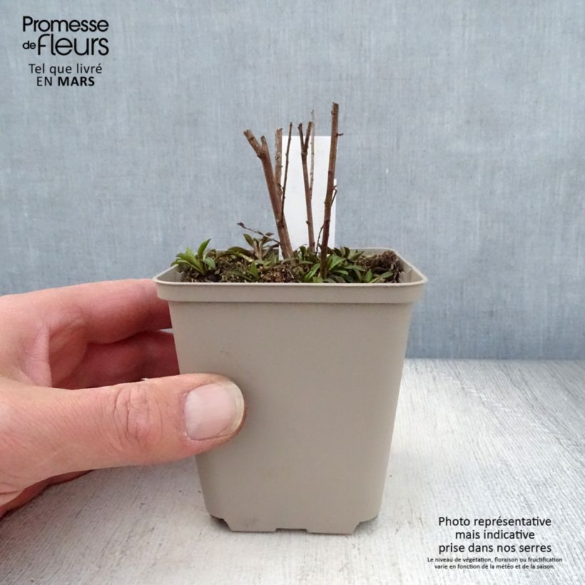 Example of Aster ericoïdes Lovely - Myrten Aster Kleine Töpfe von 8/9 cm as you get in printemps