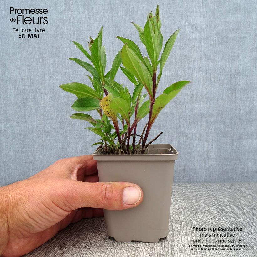 Exemplar von Aster frikartii Flora s Delight - Sommer-Aster Kleine Töpfe von 8/9 cm wie im Frühjahr geliefert