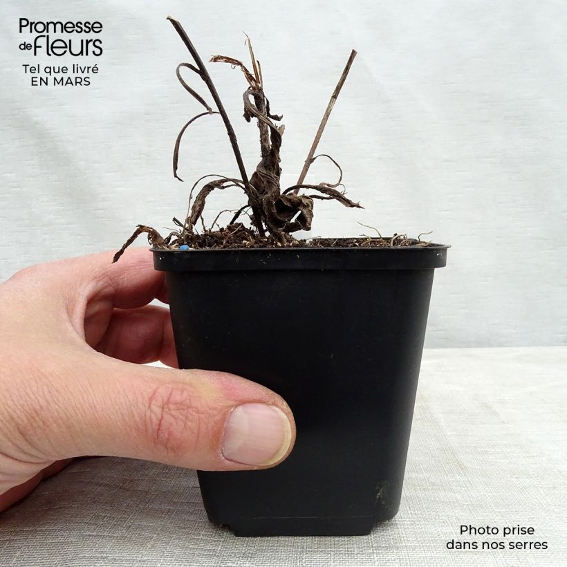 Exemplar von Aster frikartii Jungfrau - Sommer-Aster Kleine Töpfe von 8/9 cm wie im Frühjahr geliefert