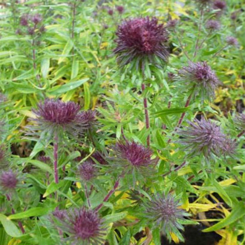 Aster novae-angliae Ann Leys - Neuenglische Aster (Flowering)