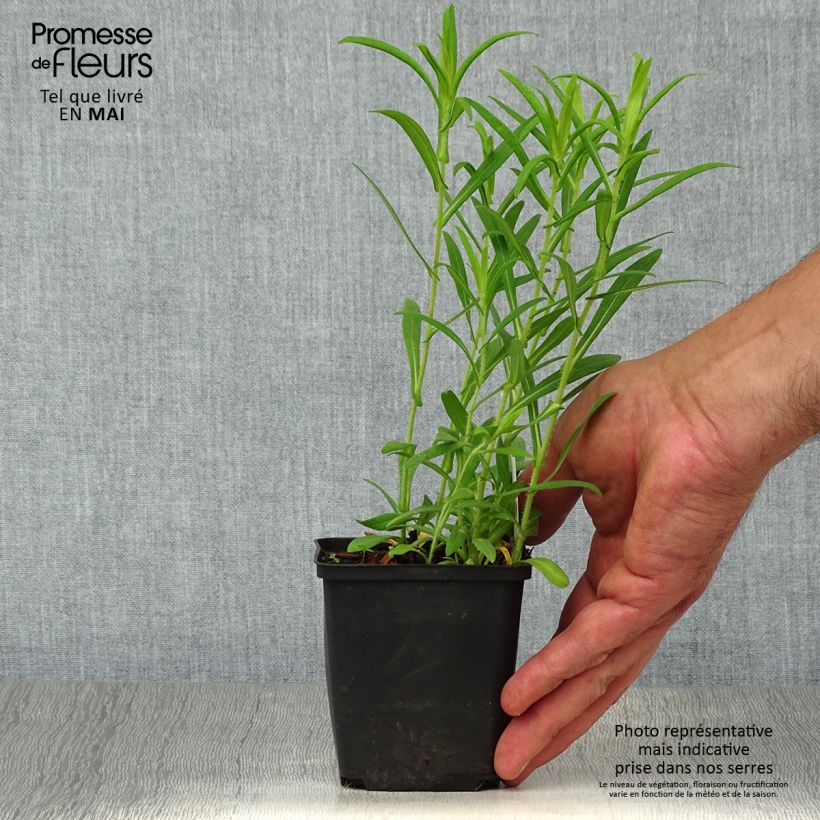 Example of Aster novae-angliae Ann Leys - Neuenglische Aster Kleine Töpfe von 8/9 cm as you get in printemps