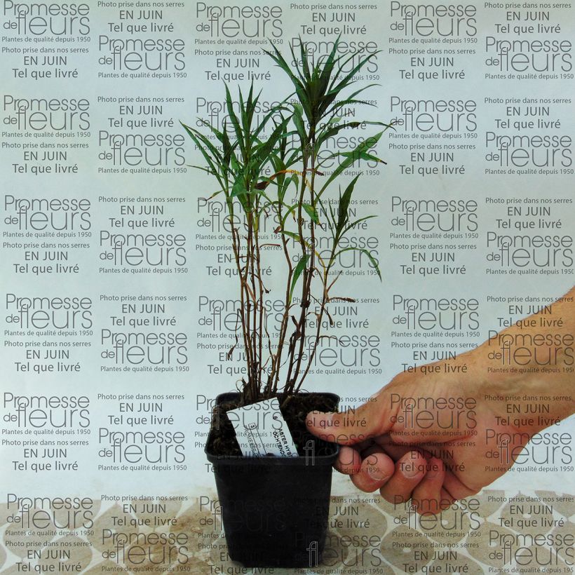 Beispiel eines Exemplars von Aster Ochtendgloren Kleine Töpfe von 8/9 cm wie geliefert