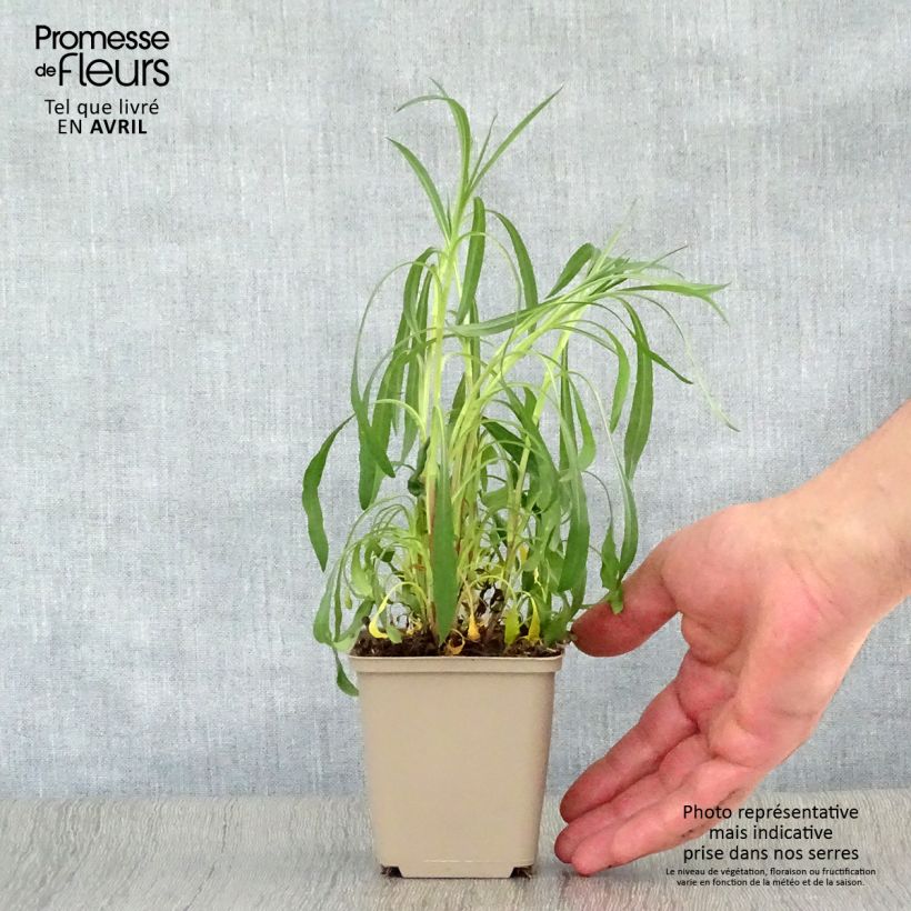 Exemplar von Aster Pink Star Kleine Töpfe von 8/9 cm wie im Frühjahr geliefert