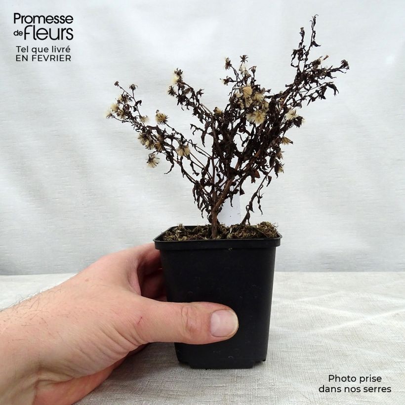 Exemplar von Aster lateriflorus Coombe Fishacre - Herbstaster Kleine Töpfe von 8/9 cm wie im Winter geliefert