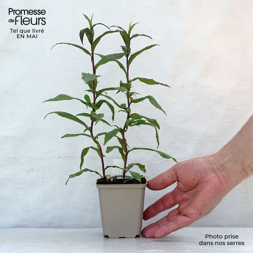 Example of Aster lateriflorus Horizontalis - Herbstaster Kleine Töpfe von 8/9 cm as you get in printemps