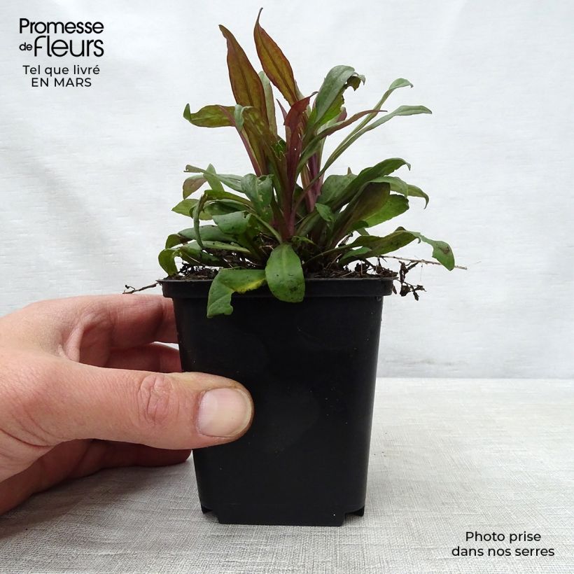 Example of Aster lateriflorus Prince - Herbstaster Kleine Töpfe von 8/9 cm as you get in printemps