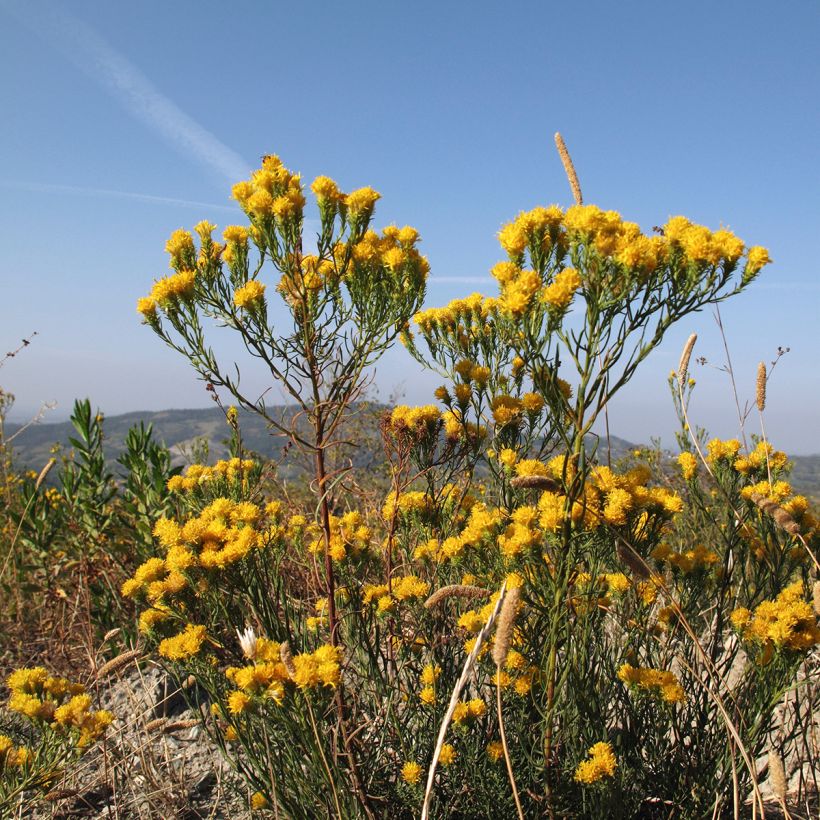Aster linosyris - Goldhaar-Aster (Wuchs)
