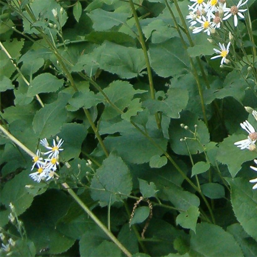 Aster macrophyllus Albus - Großblättrige Aster (Foliage)