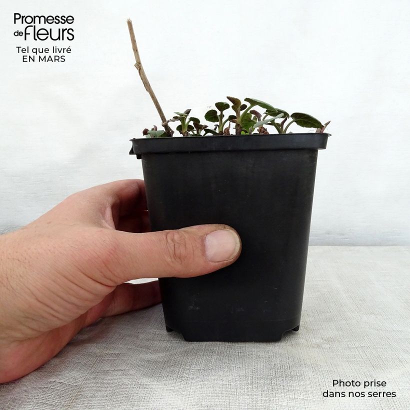 Example of Aster macrophyllus Albus - Großblättrige Aster Kleine Töpfe von 8/9 cm as you get in printemps