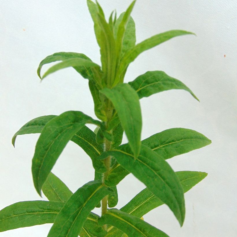 Aster novae-angliae Andenken an Alma Pötschke - Neuenglische Aster (Foliage)