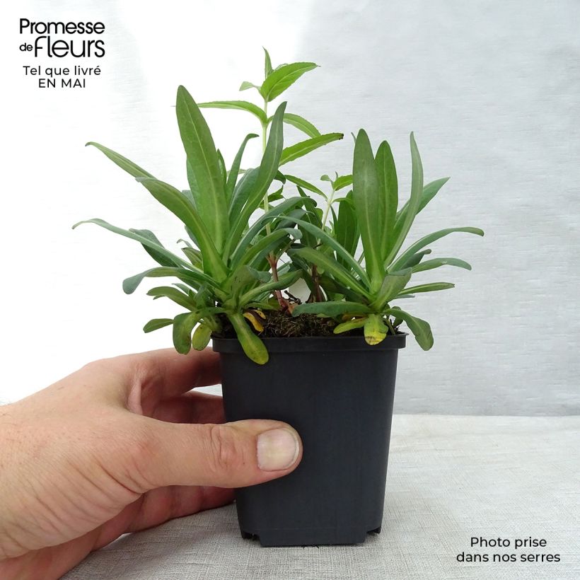 Example of Aster novae-angliae Andenken an Alma Pötschke - Neuenglische Aster Kleine Töpfe von 7/8 cm as you get in printemps