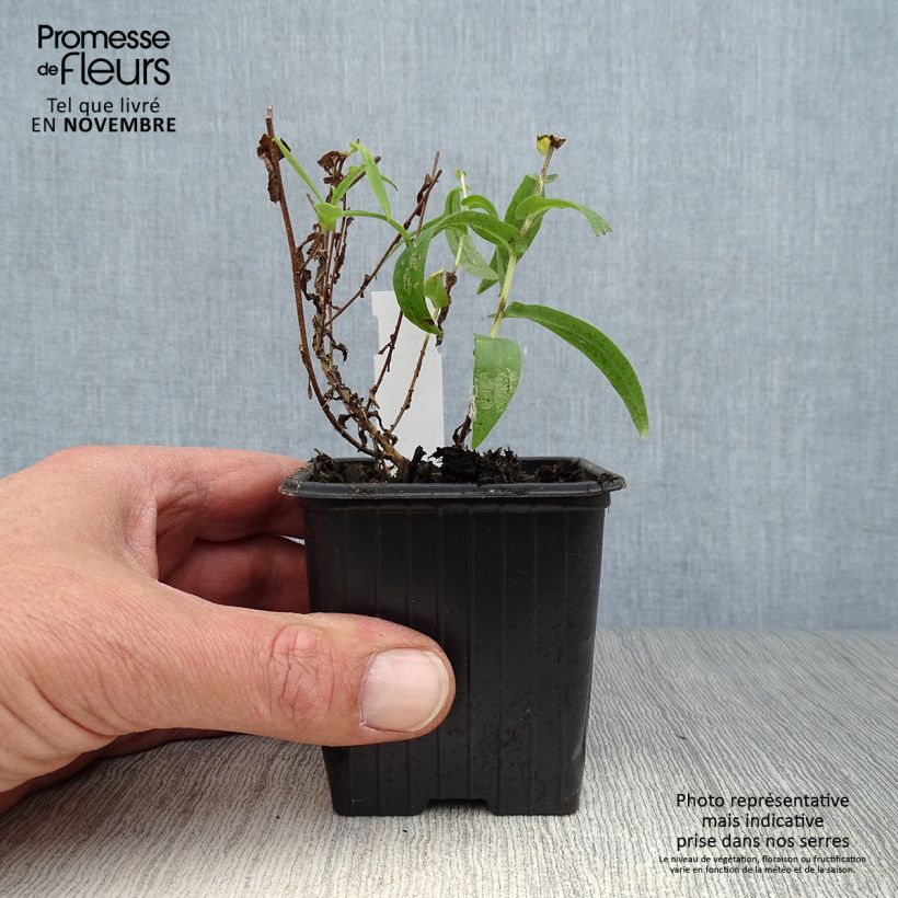 Exemplar von Aster novae-angliae Andenken an Alma Pötschke - Neuenglische Aster Kleine Töpfe von 7/8 cm wie im Herbst geliefert