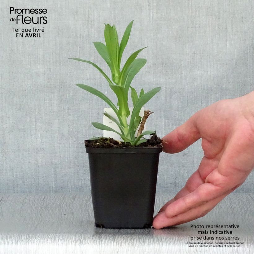 Example of Aster novae-angliae Andenken an Paul Gerber - Neuenglische Aster Kleine Töpfe von 8/9 cm as you get in printemps