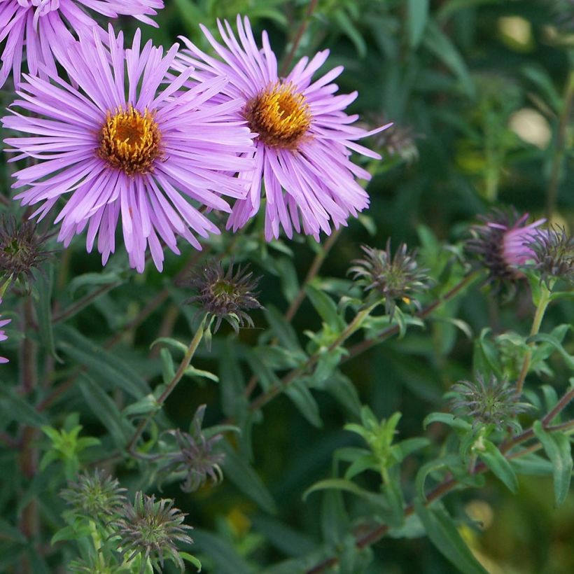 Aster novae-angliae Barrs Pink - Neuenglische Aster (Foliage)