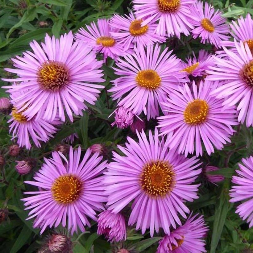 Aster novae-angliae Barrs Pink - Neuenglische Aster (Flowering)