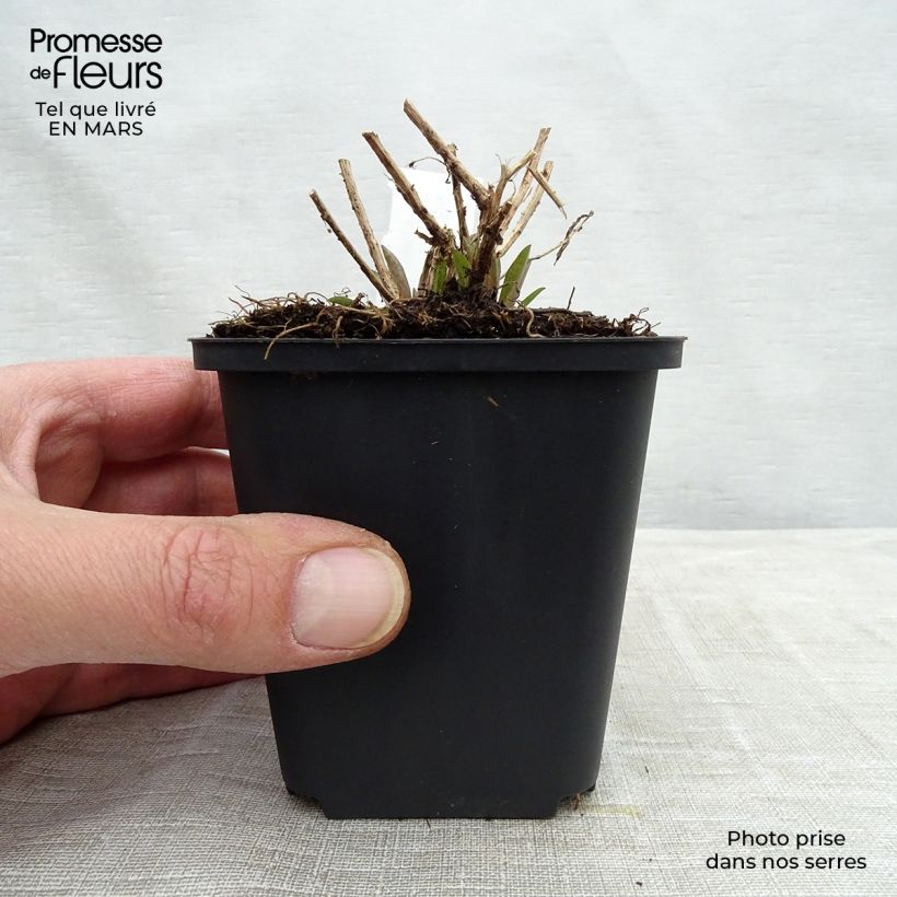 Example of Aster novae-angliae Barrs Pink - Neuenglische Aster Kleine Töpfe von 8/9 cm as you get in printemps