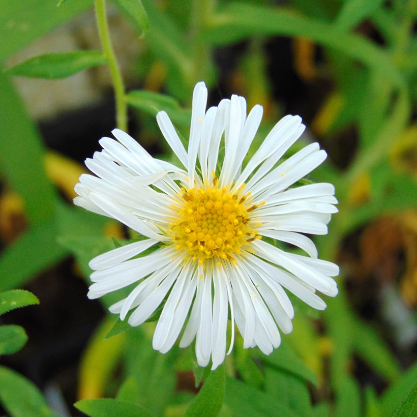 Aster novae-angliae Herbstschnee - Neuenglische Aster (Flowering)