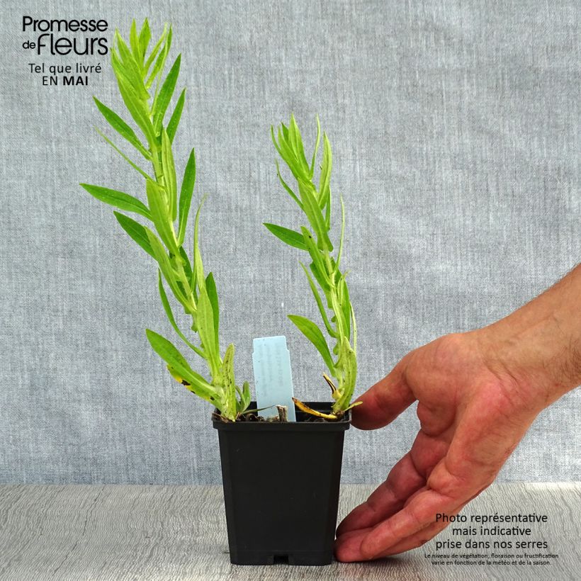 Example of Aster novae-angliae Herbstschnee - Neuenglische Aster Kleine Töpfe von 8/9 cm as you get in printemps