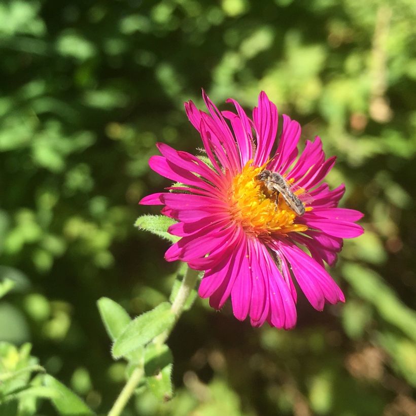Aster novae-angliae Septemberrubin - Neuenglische Aster (Flowering)