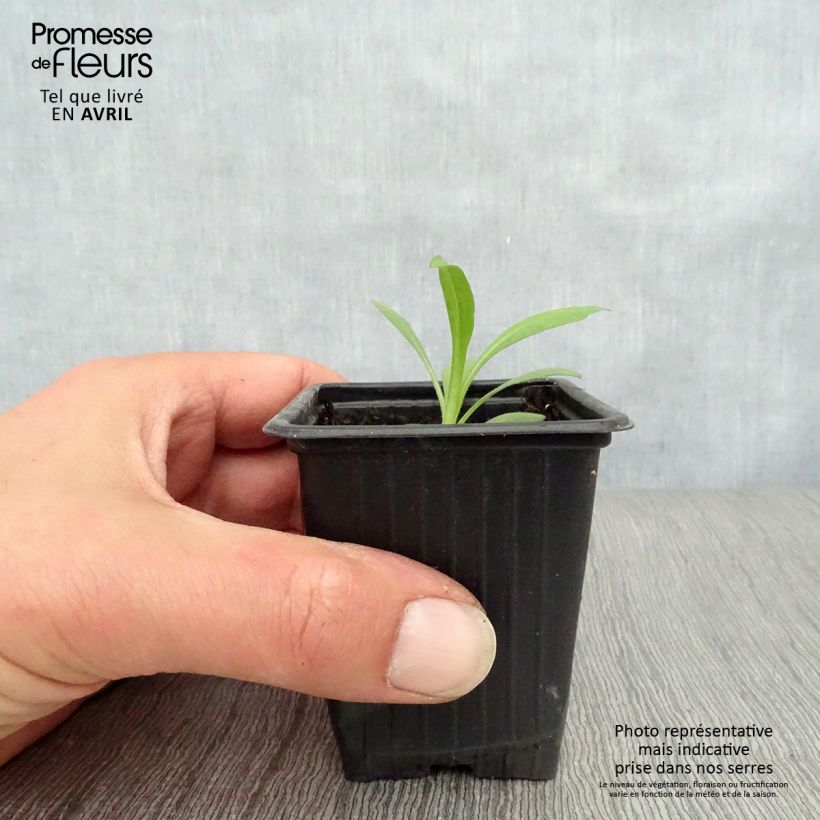 Example of Aster novae-angliae Septemberrubin - Neuenglische Aster Kleine Töpfe von 7/8 cm as you get in printemps