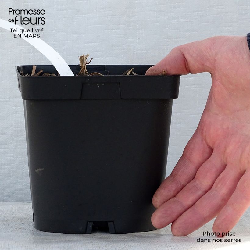 Example of Aster novae-angliae Septemberrubin - Neuenglische Aster Topf mit 2L/3L as you get in printemps