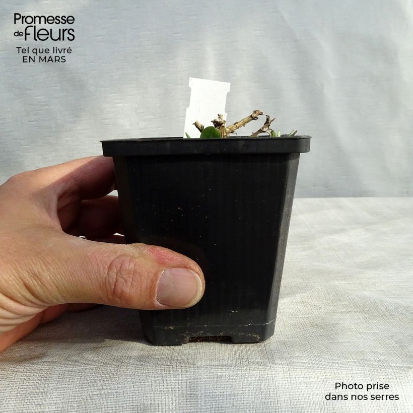 Example of Aster novae-angliae Violetta - Neuenglische Aster Kleine Töpfe von 8/9 cm as you get in printemps