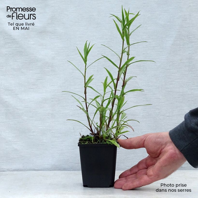 Exemplar von Aster novi-belgii Crimson Brocade - Glattblatt-Aster Kleine Töpfe von 8/9 cm wie im Frühjahr geliefert