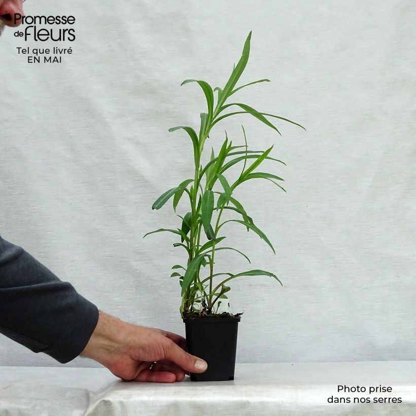 Example of Aster novi-belgii Dauerblau - Glattblatt-Aster Kleine Töpfe von 8/9 cm as you get in printemps