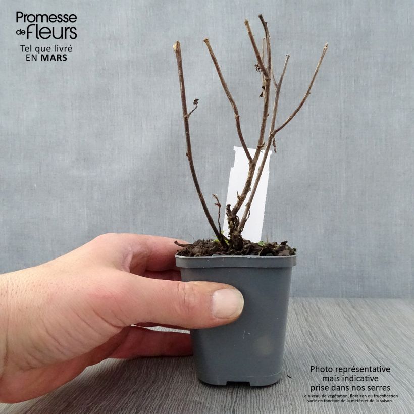 Example of Aster novi-belgii Eventide - Glattblatt-Aster Kleine Töpfe von 7/8 cm as you get in printemps