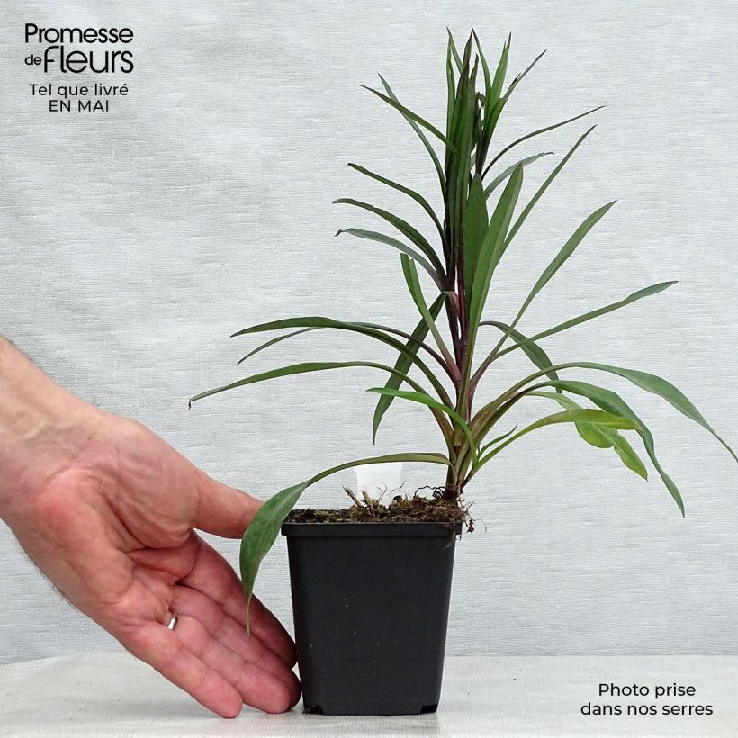 Example of Aster novi-belgii Karmin Kuppel - Glattblatt-Aster Kleine Töpfe von 8/9 cm as you get in printemps