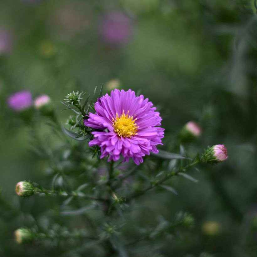 Aster novi-belgii Karmin Kuppel - Glattblatt-Aster (Flowering)
