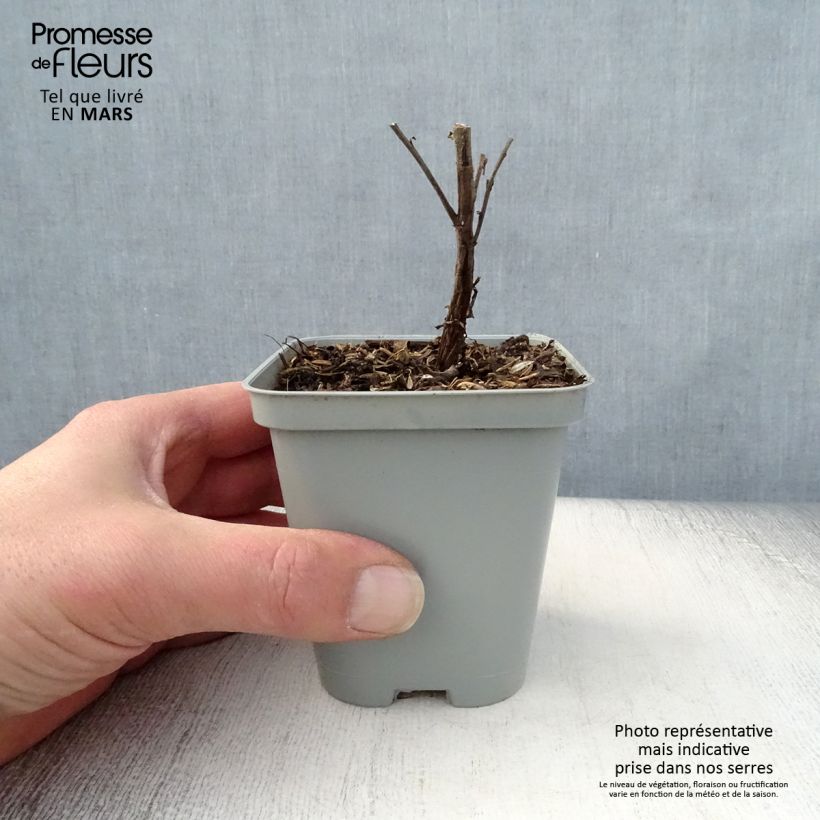 Exemplar von Aster novi-belgii Marie Ballard - Glattblatt-Aster Kleine Töpfe von 8/9 cm wie im Frühjahr geliefert